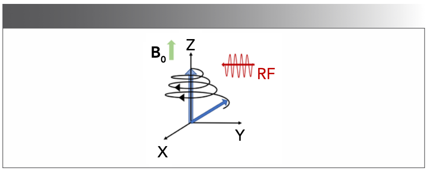 FIGURE 1: The net magnetization vector. For a NMR spectrometer, an RF is applied perpendicular to the z-axis. The spins experience two magnetic fields: a static field (B0) and RF field. When the frequency of the RF field is equal to the precession frequency of nuclei, the resonance is matched. This allows the RF field to rotate the magnetization from z-axis to xy plane (4).