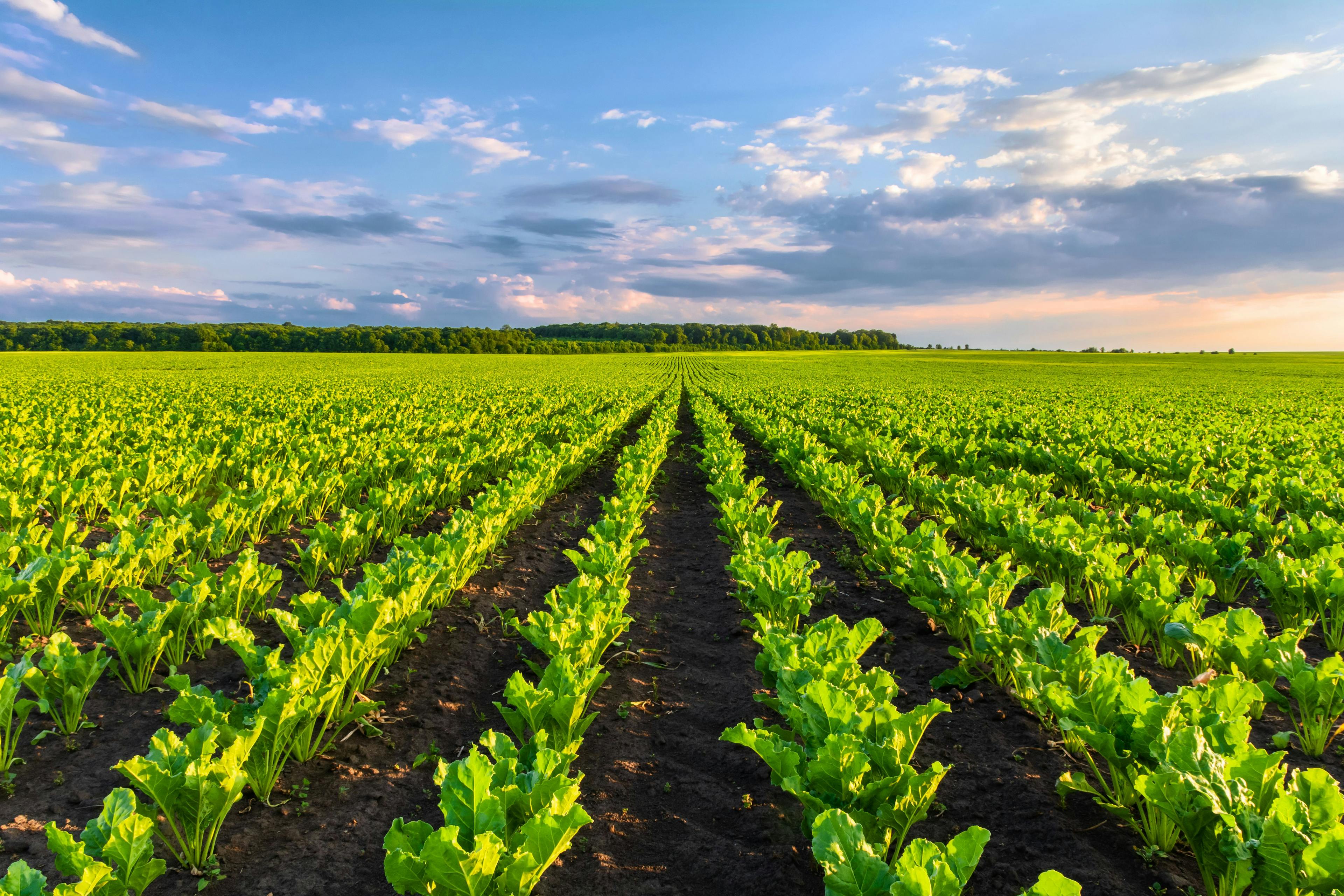Sugar beets grow in rows on plantations | Image Credit: © physyk - stock.adobe.com.