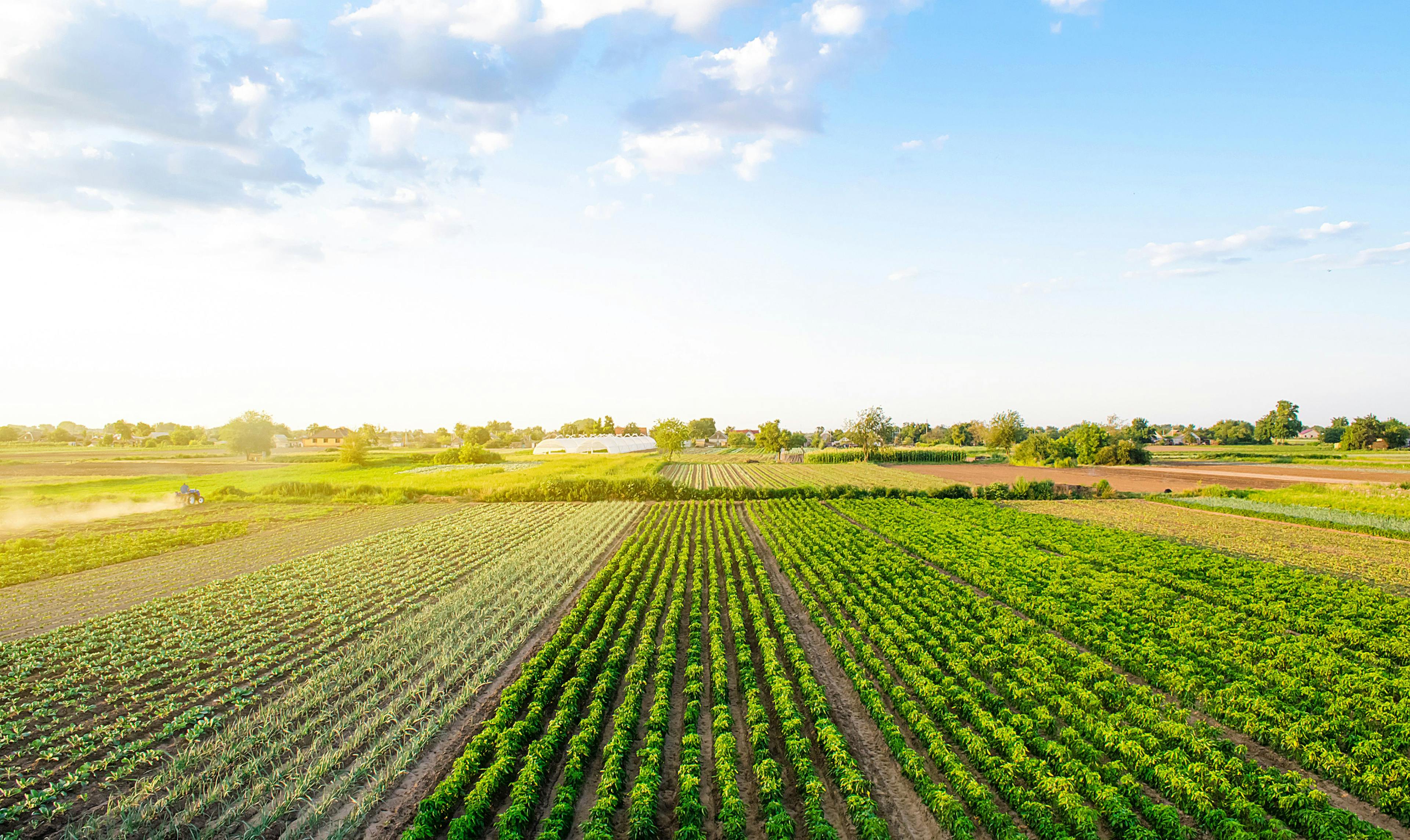 Beautiful landscape of farm fields. Cultivation of crops, production of food and raw materials. Top view of the countryside. Agriculture land and farming. Pepper plantation, leek, cabbage | Image Credit: © Andrii Yalanskyi - stock.adobe.com.