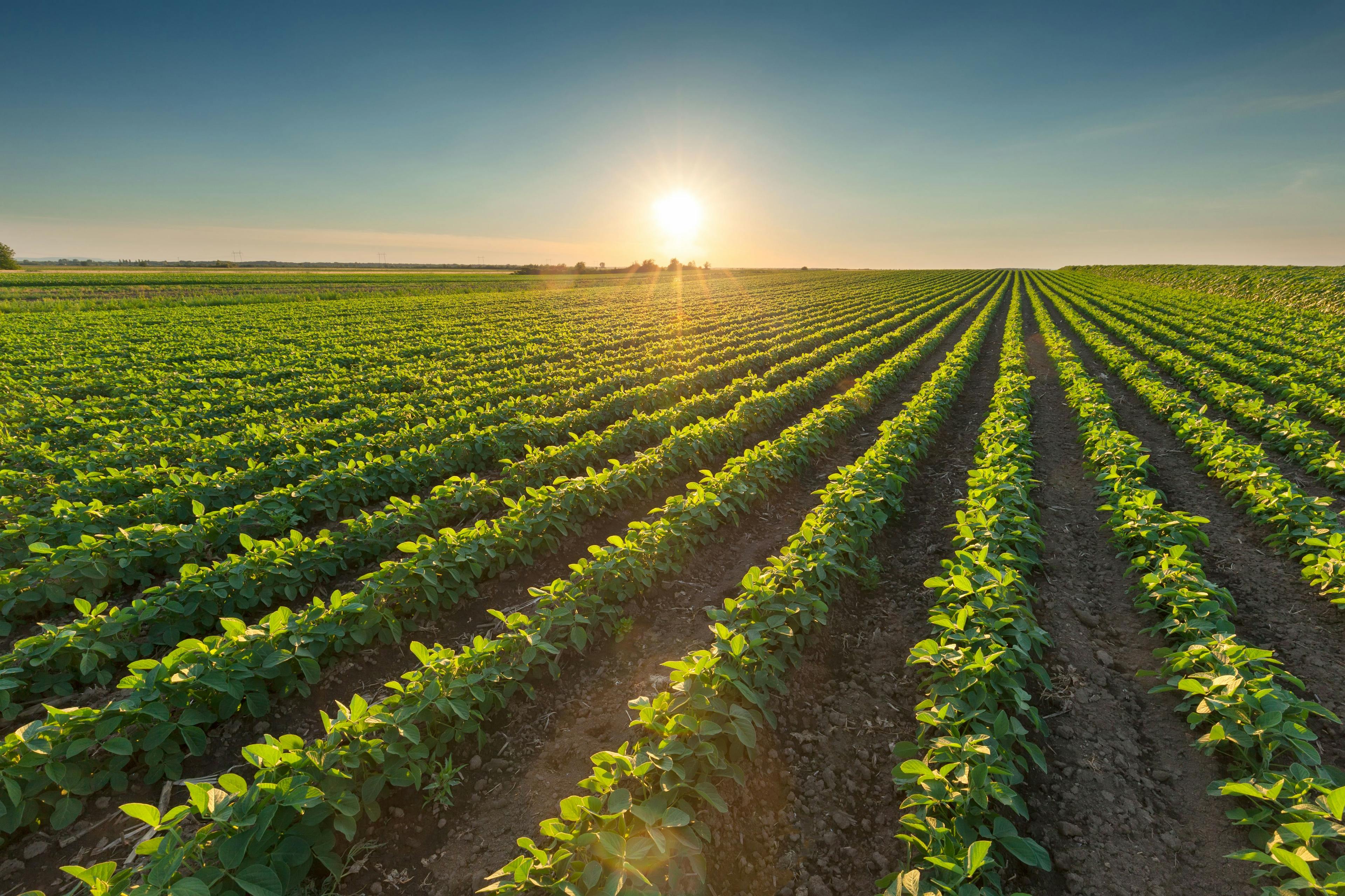 Healthy soybean crops at beautiful sunset | Image Credit: © rasica - stock.adobe.com