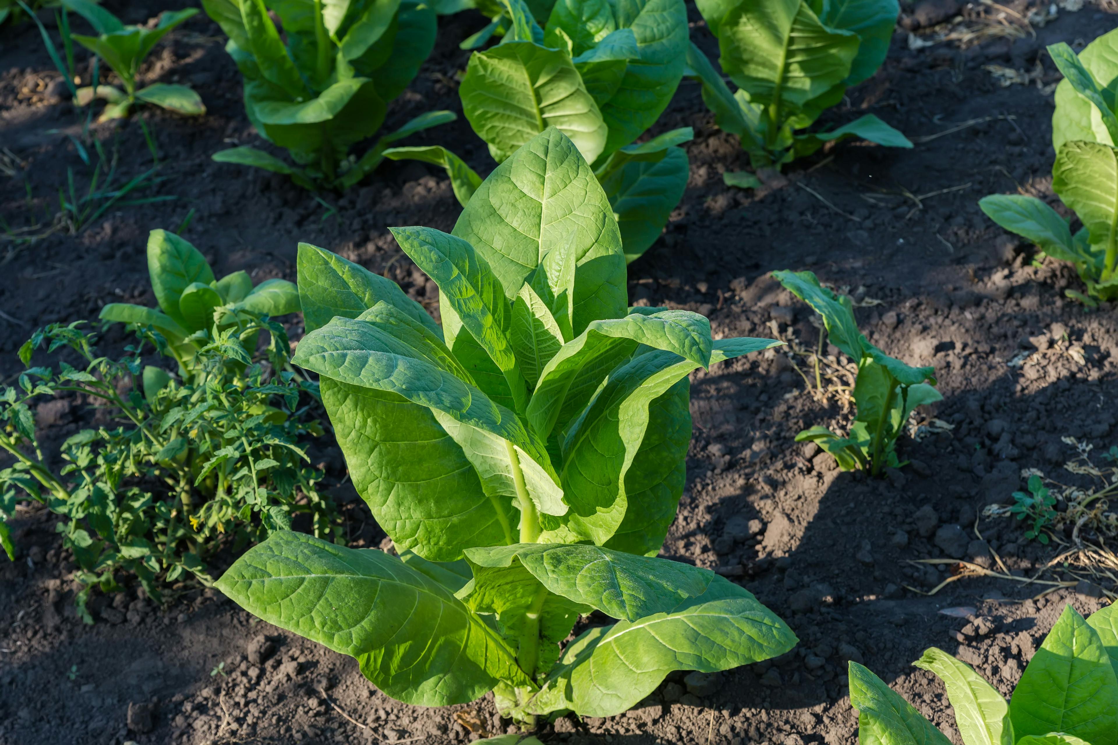 Young stems of the tobacco on field at sunny morning | Image Credit: © An-T - stock.adobe.com