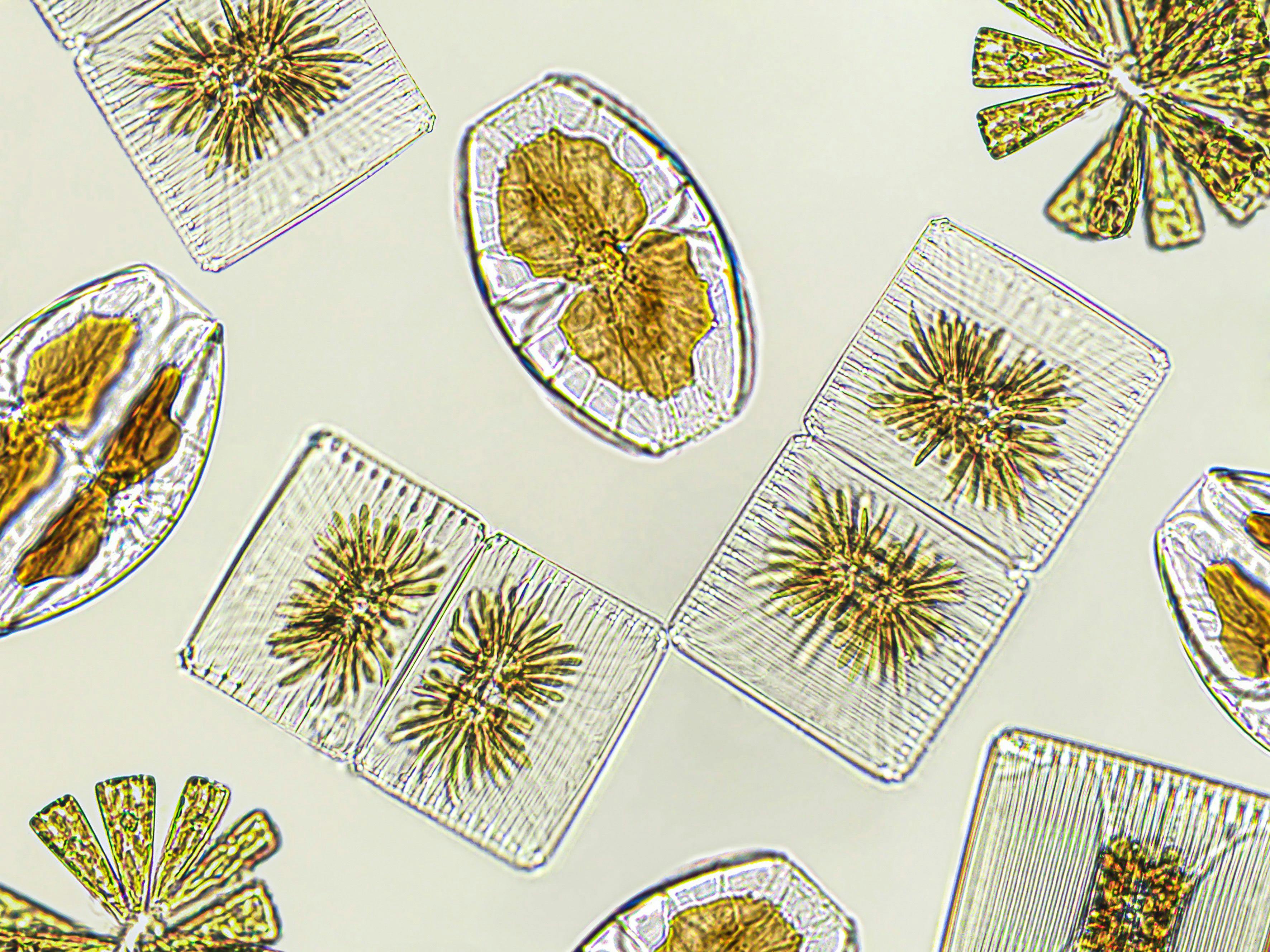 Diatoms, algae under microscopic view, phytoplankton, fossils, silica, golden yellow algae | Image Credit: © elif - stock.adobe.com
