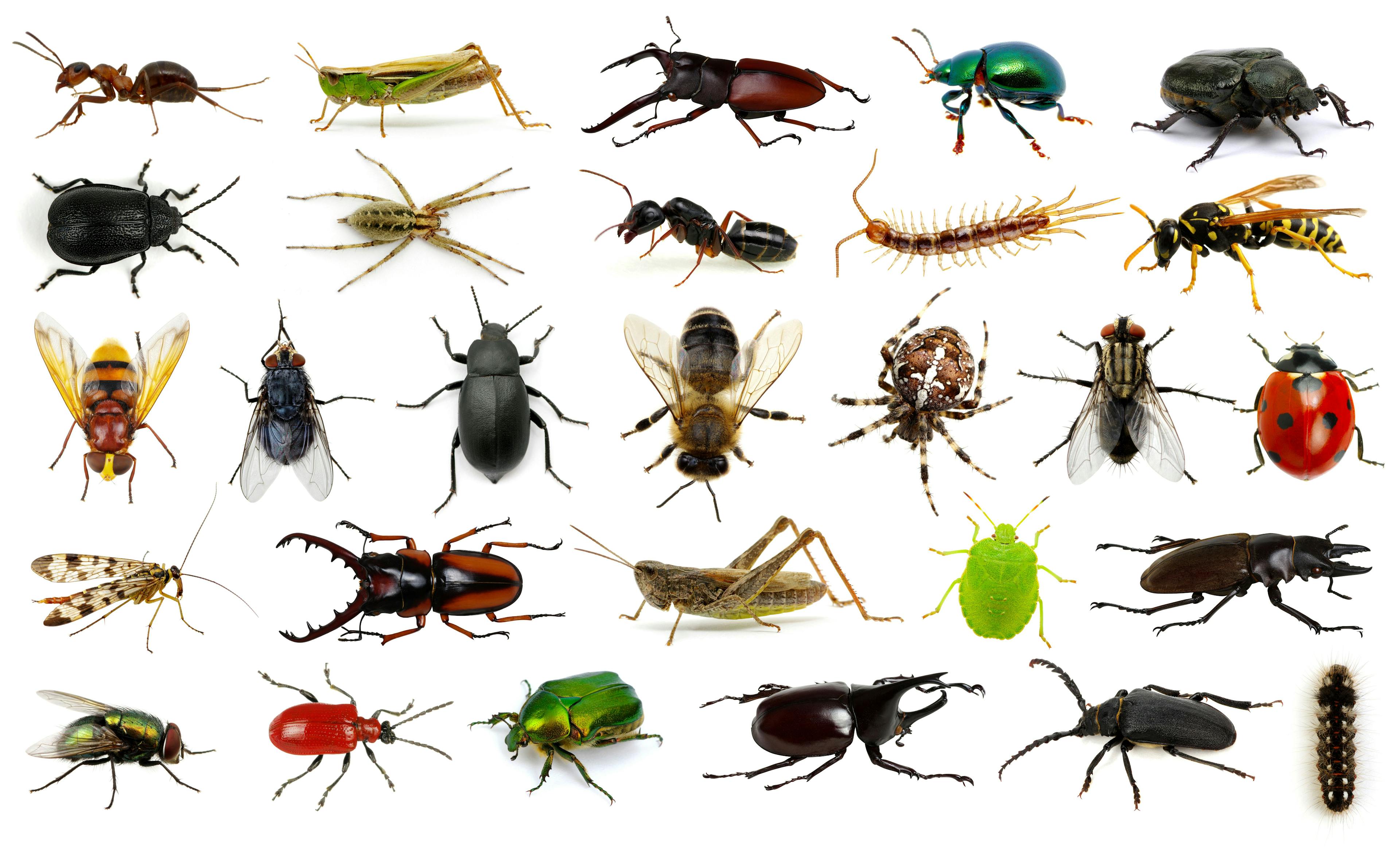 Set of insects | Image Credit: © Alekss - stock.adobe.com