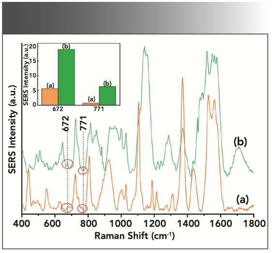 FIGURE 3: The representative spectra of DCH and TYL group: (a) 30 μL gold NPs mixed with 50 μL NaCl (0.1 g/L) solution, (b) 30 μL of gold NPs. The inset was the mean SERS intensities at 672 and 771 cm-1.
