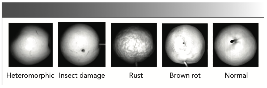 FIGURE 3: Characteristic images of each sample type.