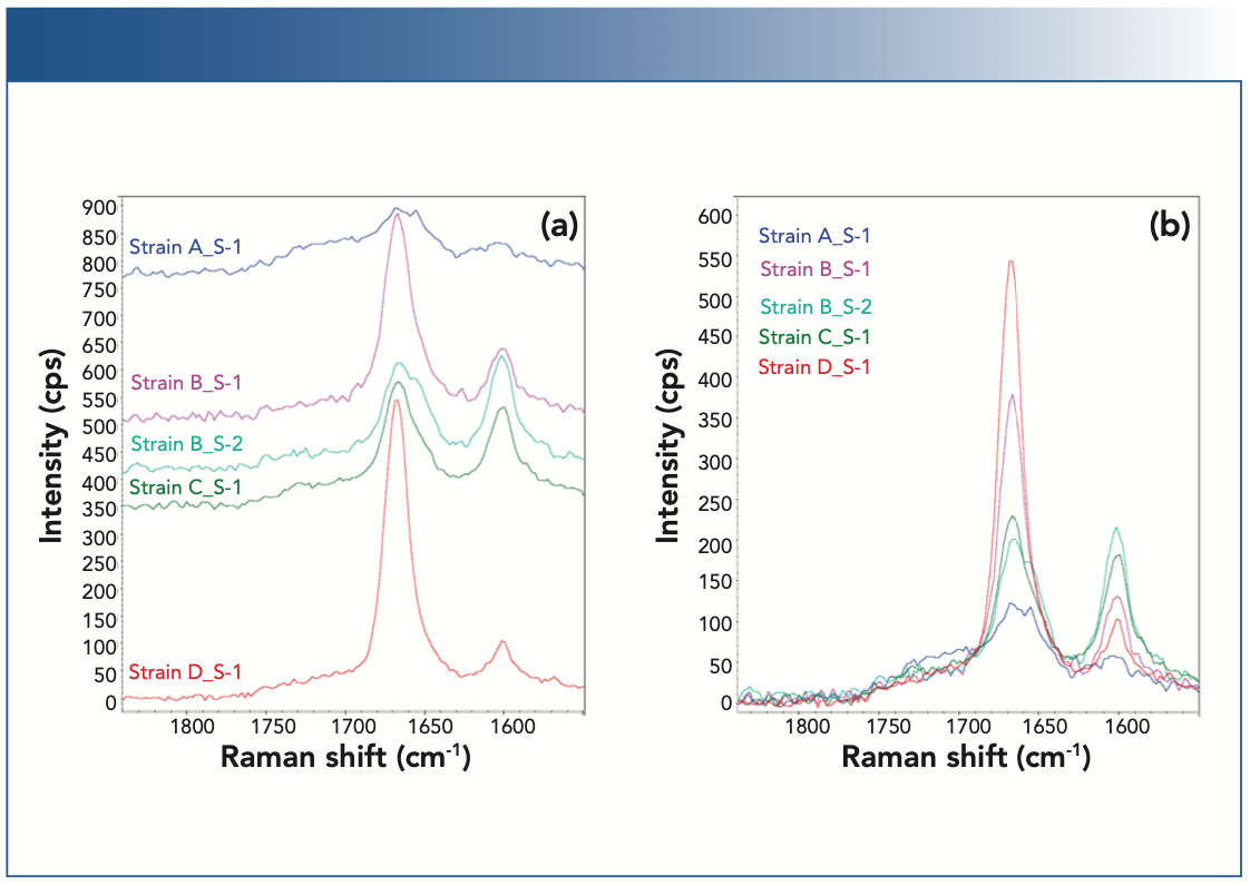 FIGURE 5: Raman spectra of the strains A–D of the yeast cells. (a) Raman spectra (1540–1750 cm-1 region) from the cells of the strains A–D, shown in the offset mode, and (b) in the overlayed mode. The Raman spectra are normalized with respect to the C-H stretching peaks near 3000 cm-1.