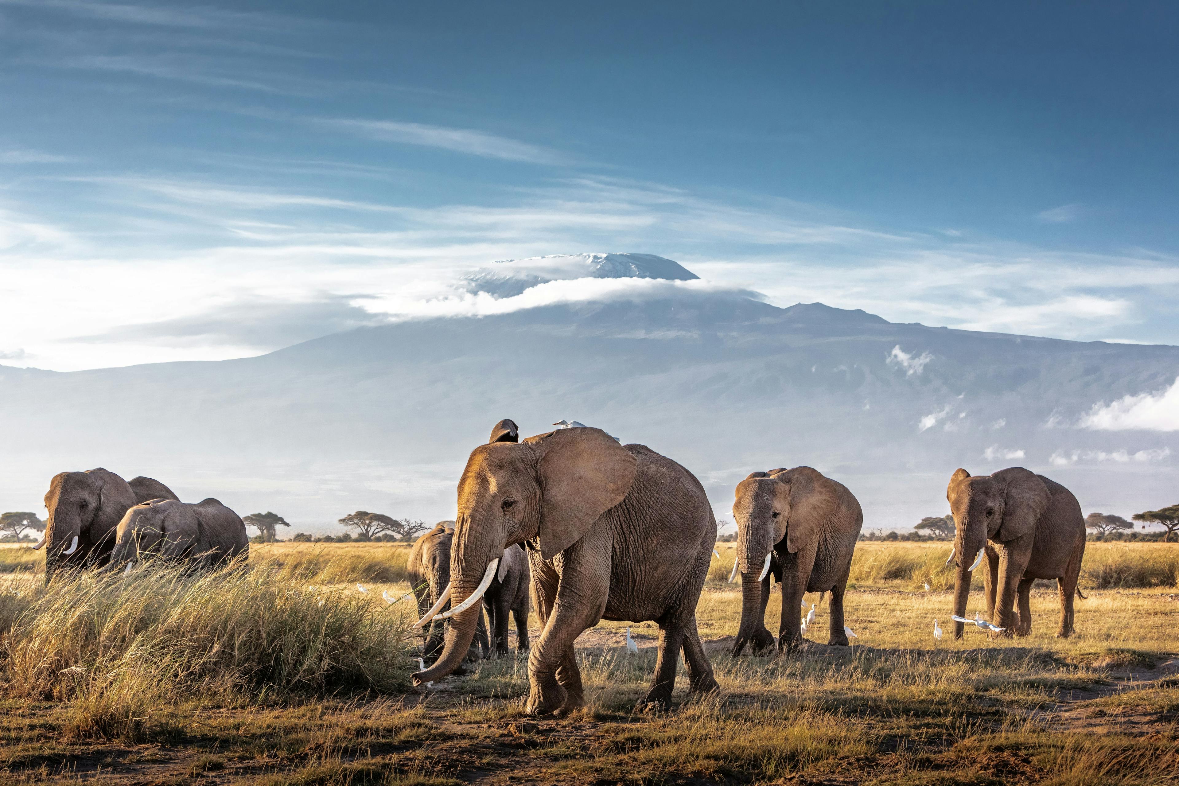 Herd of African Elephants in Front of Kilimanjaro | Image Credit: © adogslifephoto - stock.adobe.com